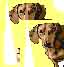 Les animaux domestiques ne sont acc�pt�s qu'apr�s entente avec le proipri�taire