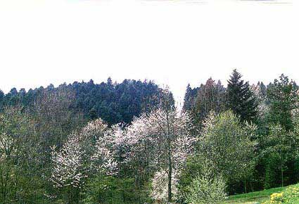 [Les quatres saisons transforment arbres et couleurs]