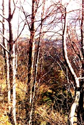[Paysage depuis un sous bois]